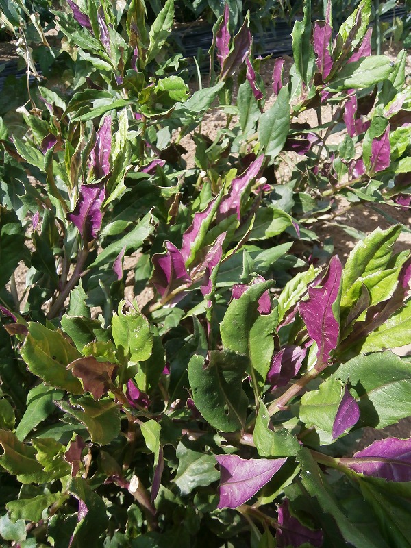 金時草
